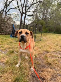 American Bully Dogs Available for Adoption in Zimmerman, Minnesota - Midas | PetCurious