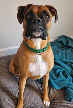 Charlie -  Boxer Dog for Adoption in Salem, New Hampshire - Charlie | PetCurious