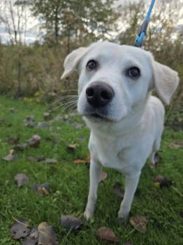 Cooper-Not Accepting Applications Yet -  Yellow Labrador Retriever Dog for Adoption in Medina, Ohio - Cooper-Not Accepting Applications Yet | PetCurious