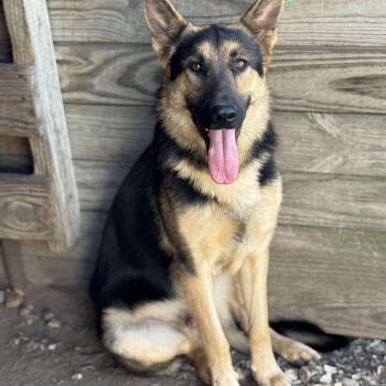 Rescue German Shepherd Dog Dogs for Adoption in Anahuac, Texas - Zeke | PetCurious