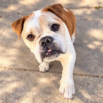 Miss Maya -  English Bulldog Dog for Adoption in Houston, Texas - Miss Maya | PetCurious