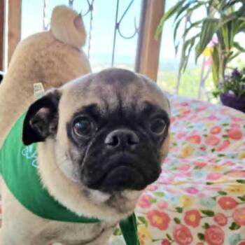 Rescue Pug Dogs for Adoption in Cupertino, California - LUCA 1 Yr 15 Lbs | PetCurious