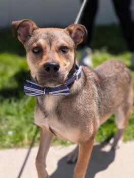 Shepherd and Terrier Dogs Available for Adoption in Gulfport, Mississippi - Olly | PetCurious