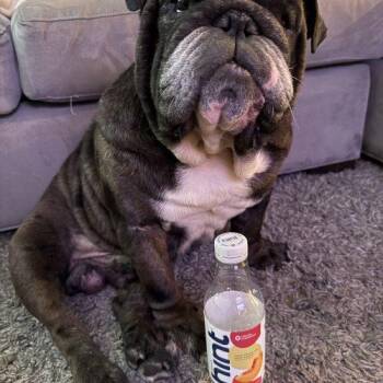 English Bulldog Dogs Available for Adoption - Wally | PetCurious