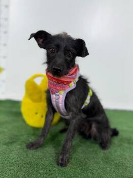 Schnauzer and Border Terrier Dogs Available for Adoption in Carlsbad, California - Clarita-One Of Our Amazing Rescue Dogs | PetCurious