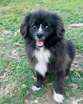 Chihuahua and Pomeranian Dogs Available for Adoption in Ocean Township, New Jersey - Precious | PetCurious