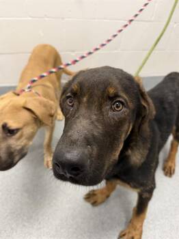 MUSTANG -  German Shepherd Dog Dog for Adoption in Indianapolis, Indiana - MUSTANG | PetCurious