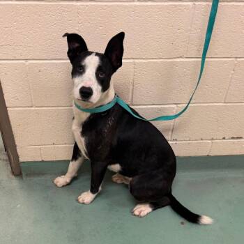Mixed Breed Dogs Available for Adoption in Memphis, Tennessee - Sampson | PetCurious