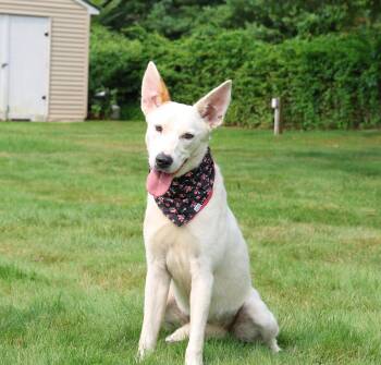 Rescue Labrador Retriever and Hound Dogs for Adoption in Islip Terrace, New York - Dutchess | PetCurious