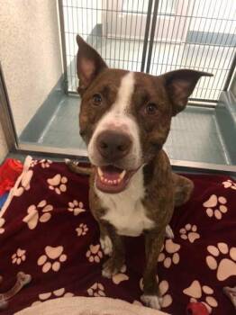 Rescue Pit Bull Terrier and Mixed Breed Dogs for Adoption in Roseville, California - Benyay | PetCurious