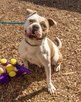 Rescue Mixed Breed Dogs for Adoption in Chamblee, Georgia - Coraline- IN FOSTER | PetCurious