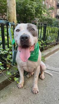 Rescue Pit Bull Terrier Dogs for Adoption in New York, New York - ROCKY | PetCurious