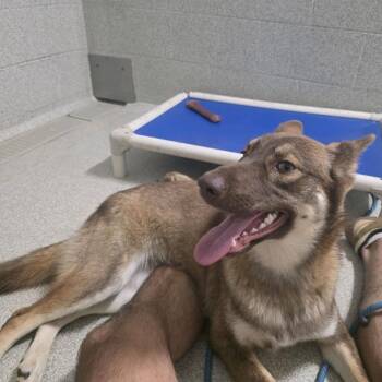 Sienna -  Shepherd Dog for Adoption in Columbus, North Carolina - Sienna | PetCurious