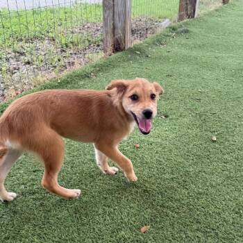 Verona 6515 -  Mixed Breed Dog for Adoption in Loxahatchee Groves, Florida - Verona 6515 | PetCurious