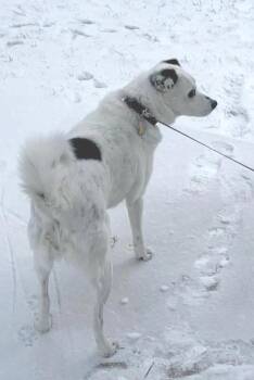 Spot - Senior Girl -  Jack Russell Terrier Dog for Adoption in Rootstown, Ohio - Spot - Senior Girl | PetCurious