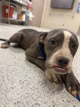 LANDON -  Staffordshire Bull Terrier and Mixed Breed Dog for Adoption in Conroe, Texas - LANDON | PetCurious