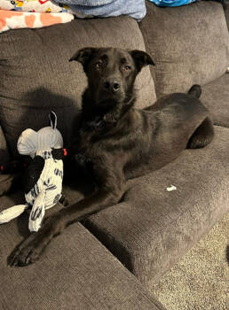 Rescue Australian Shepherd and Labrador Retriever Dogs for Adoption in Aurora, Indiana - Shadow Bob (Scout) | PetCurious