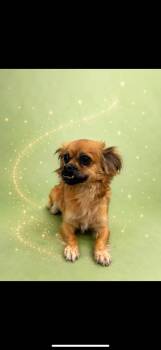 Chihuahua and Spaniel Dogs Available for Adoption in Waldorf, Maryland - Tink | PetCurious