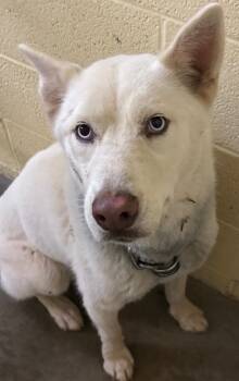 BELLA GRACE -  Husky Dog for Adoption in Elizabethton, Tennessee - BELLA GRACE | PetCurious