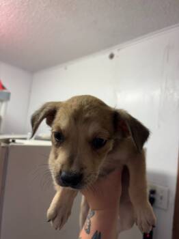 Rescue Terrier and Mixed Breed Dogs for Adoption in Brownwood, Texas - ACDC | PetCurious