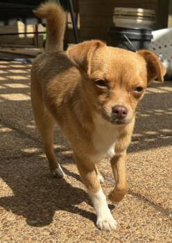 Sugar - sister to Spice -  Chihuahua Dog for Adoption in Horn Lake, Mississippi - Sugar - Sister To Spice | PetCurious