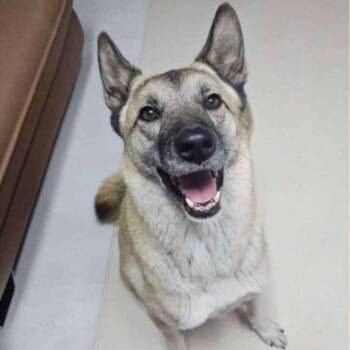 Suho -  Mixed Breed Dog for Adoption in Bend, Oregon - Suho | PetCurious
