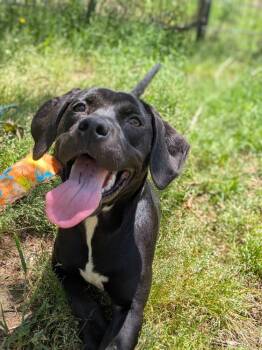 Rescue Pit Bull Terrier Dogs for Adoption in Dover, Arkansas - Peru | PetCurious