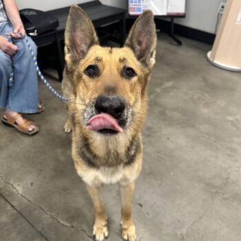 Shepherd and Mixed Breed Dogs Available for Adoption in Tampa, Florida - Olive | PetCurious