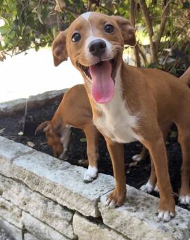 Greta -  Terrier Dog for Adoption in The Woodlands, Texas - Greta | PetCurious