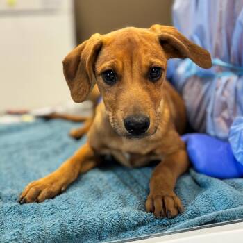 Slipper -  Mixed Breed Dog for Adoption in Nashville, Indiana - Slipper | PetCurious