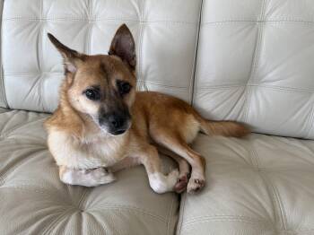 Benny -  Mixed Breed Dog for Adoption in Markham, Ontario - Benny | PetCurious