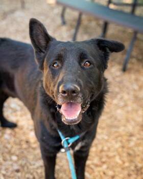 Aldrin -  Mixed Breed Dog for Adoption in Chamblee, Georgia - Aldrin | PetCurious