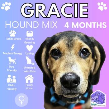 Rescue Hound Dogs for Adoption in Aurora, Ontario - Gracie | PetCurious