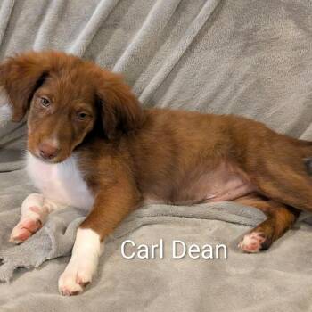 Carl -  Dachshund Dog for Adoption in Marion, Illinois - Carl | PetCurious