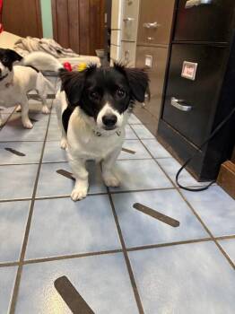 Bandit -  Cocker Spaniel and Dachshund Dog for Adoption in Cortland, New York - Bandit | PetCurious