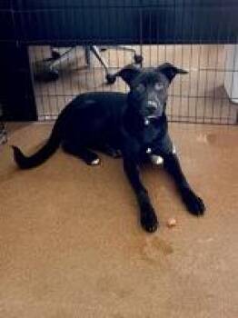 Bubba -  Black Labrador Retriever Dog for Adoption in Winfield, Kansas - Bubba | PetCurious
