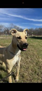Black And Tan Coonhound and Labrador Retriever Dogs Available for Adoption in Dallas, Texas - Draco | PetCurious