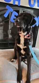 Anatolian Shepherd Dogs Available for Adoption in Chicago, Illinois - Oso | PetCurious