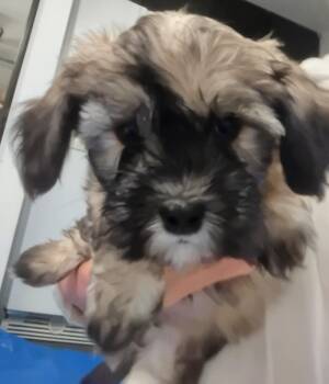 Laser -  Maltipoo Dog for Adoption in Los Angeles, California - Laser | PetCurious