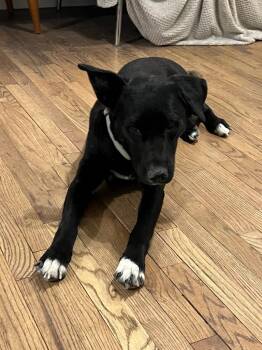 Astrid -  Border Collie Dog for Adoption in Millcreek, Utah - Astrid | PetCurious