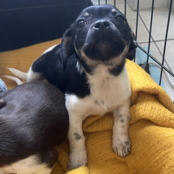 Dachshund and Chihuahua Dogs Available for Adoption in Peconic, New York - Shoprite | PetCurious