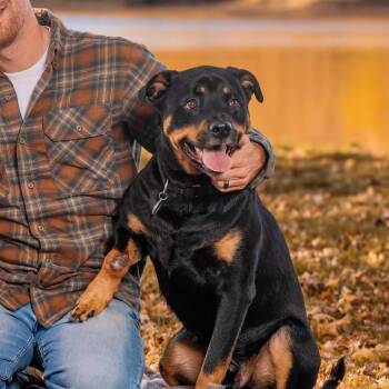 Bunga -  Rottweiler Dog for Adoption in Monticello, Minnesota - Bunga | PetCurious