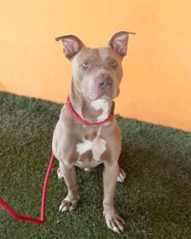 RYDER -  American Staffordshire Terrier and Mixed Breed Dog for Adoption in Doral, Florida - RYDER | PetCurious