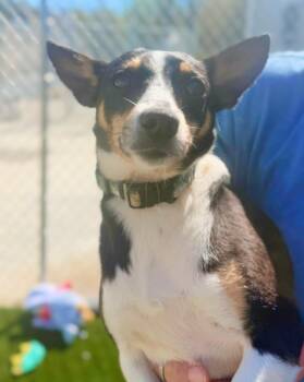 Jack Russell Terrier Dogs Available for Adoption in Warren, Ohio - Milo | PetCurious