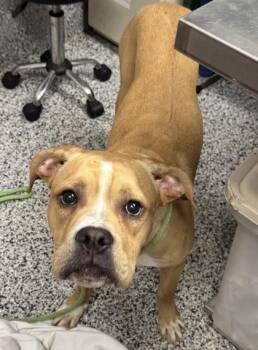 Pumba -  Mixed Breed Dog for Adoption in West Chester, Pennsylvania - Pumba | PetCurious
