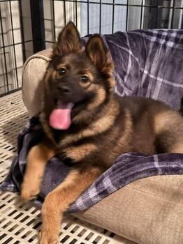 Gracie -  German Shepherd Dog Dog Available for Adoption in The Woodlands, Texas - Gracie | PetCurious