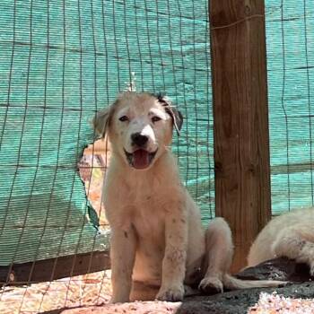 Ryb -  Mixed Breed Dog for Adoption in Moab, Utah - Ryb | PetCurious