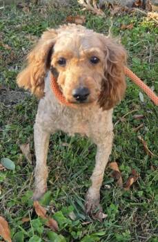 Rescue Poodle Dogs for Adoption in Malvern, Pennsylvania - Karl | PetCurious