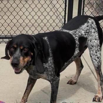 Gunner -  Bluetick Coonhound Dog for Adoption in Branford, Connecticut - Gunner | PetCurious