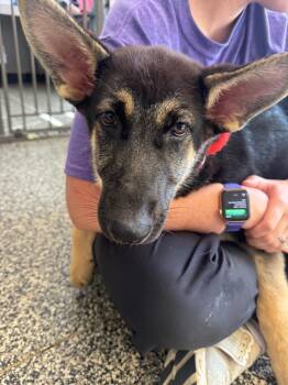 Nova -  Mixed Breed Dog for Adoption in Columbia, Tennessee - Nova | PetCurious